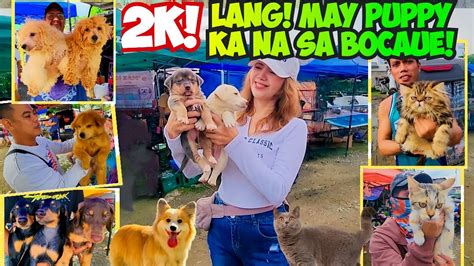 NAPAKA DAMING PAGPIPILIAN NGAYON SA BOCAUE PET MARKET BUDGET MEAL PETS