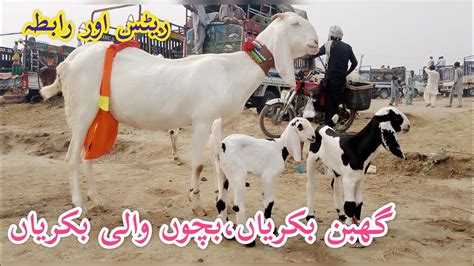 Biggest Top Class Goats Rajanpuri Gaban Bakriya Pregnant Goats