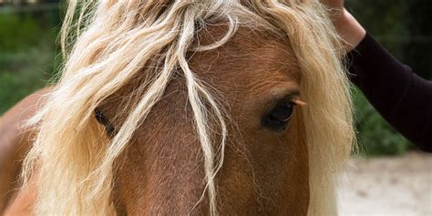 Haflinger Horse Breed Profile - Color, Temperament & Price - Helpful Horse Hints