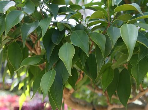 Descubre Todo Sobre El Ficus Benjamina Características Cuidados Y Consejos