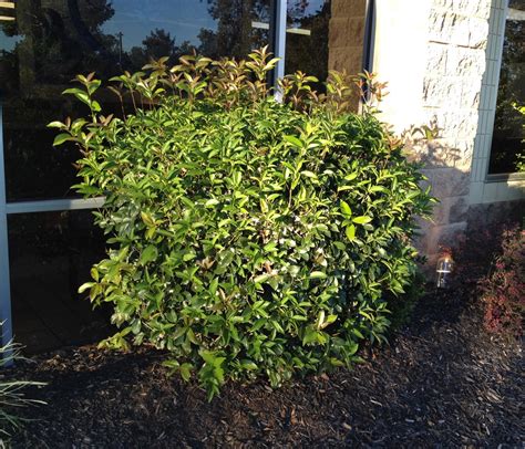 Osmanthus Fragrans Kiefer Nursery: Trees, Shrubs,, 44% OFF