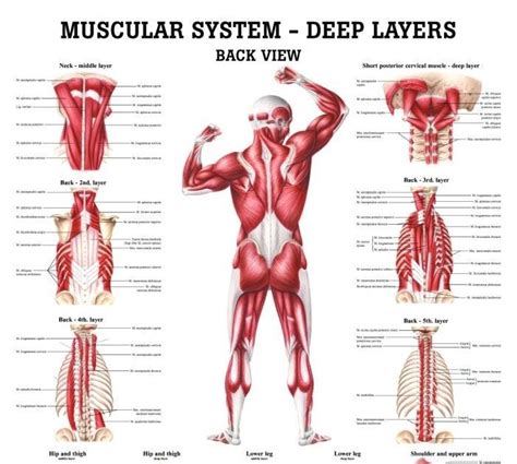 Human Muscles Labeled Front And Back Blank Skeleton Diagram To Label