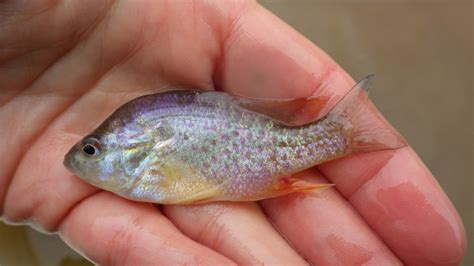 Orange Spotted Sunfish