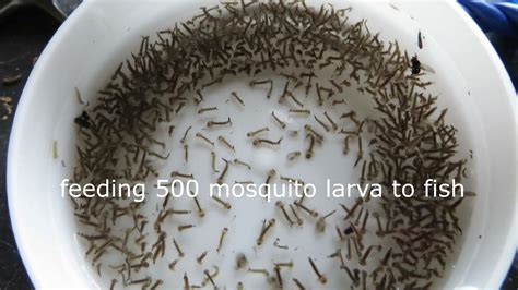 Feeding 500 Mosquito Larva To Fish YouTube