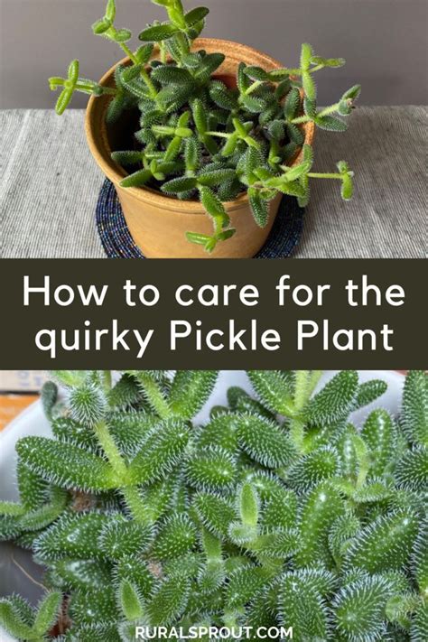 Pickle Plant Care Guide