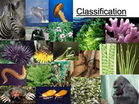 Classification