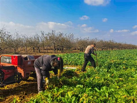 陕西省白水县：初冬芥菜采收忙 新华网