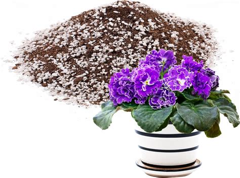 Amazon Miracle Gro African Violet Potting Mix Qt Soil And