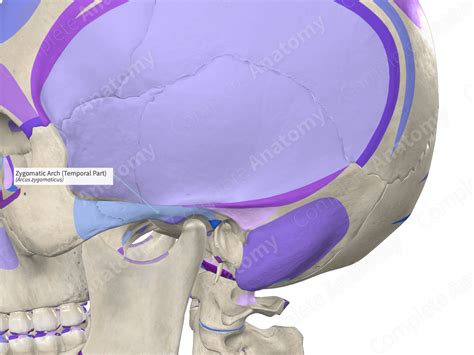 Zygomatic Arch (Temporal Part) | Complete Anatomy