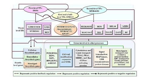 Unveiling And Decoding The Regulatory Mechanisms Of Secondary Cell Wall