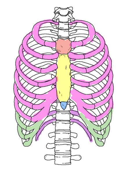 Anatomy Bony Thorax Diagram Diagram Quizlet