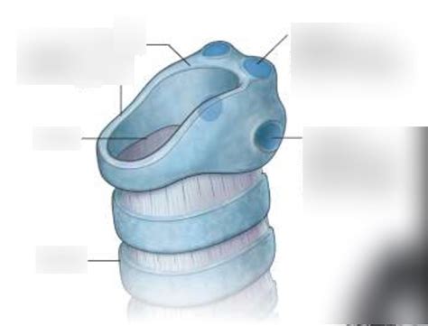 Cricoid cartilage Diagram | Quizlet