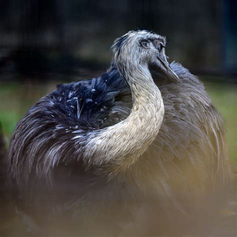 Species Spotlight The Greater Rhea Pet News Live