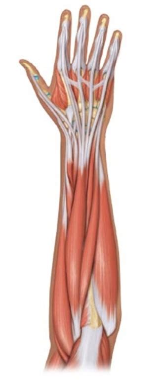 forearm post view diagram quizlet