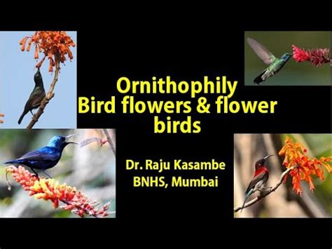 Ornithophily - Bird flowers and flower birds - YouTube