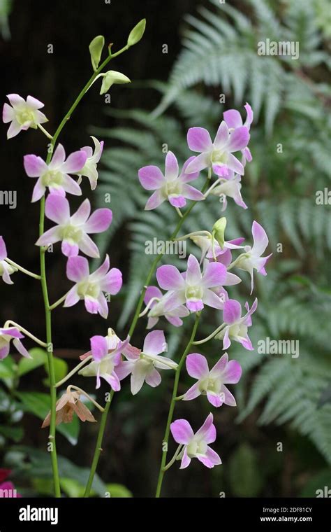 Dendrobium Orchid Asia Stock Photo Alamy