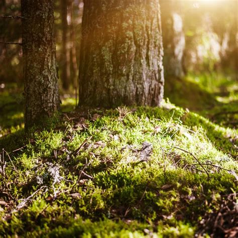 Forest Blur Light Sun Rays Forest Blur Light Sun Rays Green Panorama ...