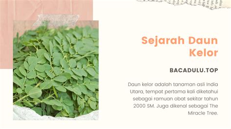 Cara Mudah Melancarkan Asi Dengan Daun Kelor Manfaat And Efek Samping