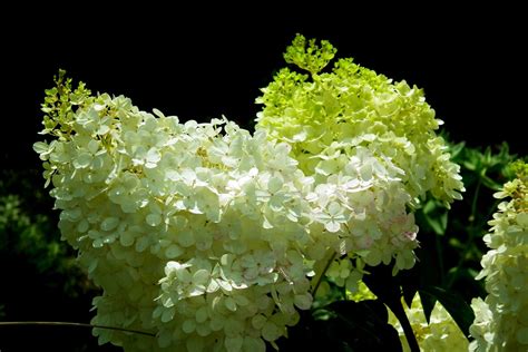 Hortensja Bukietowa Limelighthydrangea Paniculata Kraśnik Sklep