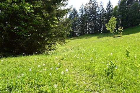 Narzissenfeld In Den H Hen Von Seewis Barbara Steinemann Flickr