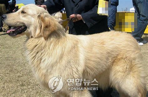 남양주 야산서 50대 여성 대형견에 물려 사망골든 리트리버잡종 포획 네이트 뉴스