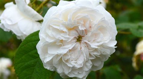 21 Beautiful White Rose Varieties to Grow This Season