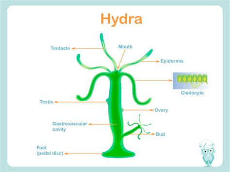 Royalty Free Hydra Clip Art, Vector Images & Illustrations - iStock