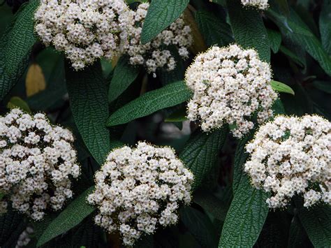 Viburnum Rhytidophyllum Wrinkled Viburnum Jurassicplants Nurseries