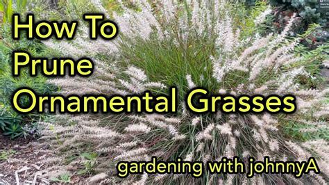 How And When To Prune Ornamental Grasses The Easy Way Demonstration