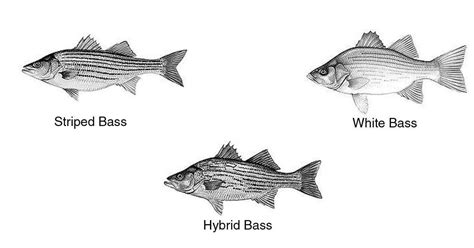 Outdoors Striped Hybrid And White Bass Populate Area Lakes Sports