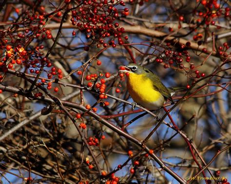 Female Yellow Breasted Chat 2 by natureguy on DeviantArt