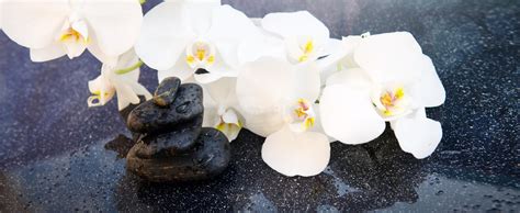 Flores De Las Orqu Deas Y Piedras Blancas Del Balneario Fondo Del