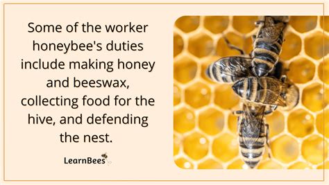 Queen Bees Versus Worker Bees: How Do They Compare?