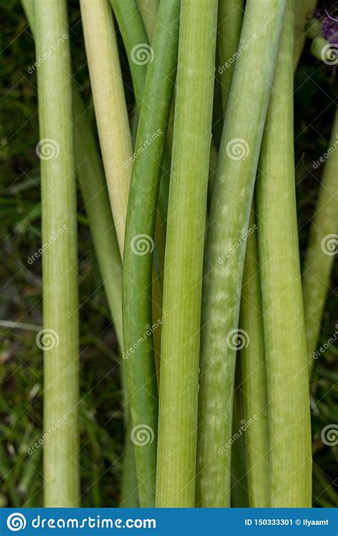 Hastes Da Planta Verde Hastes De Cebolas Decorativas Lotes De Hastes Da