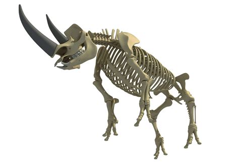 Rhino Rhinoceros Skeleton - 3D Model by 3D Horse