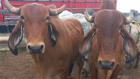 Feira de gado Só as pareias em Dois Riachos AL Quarta feira 13 09 23