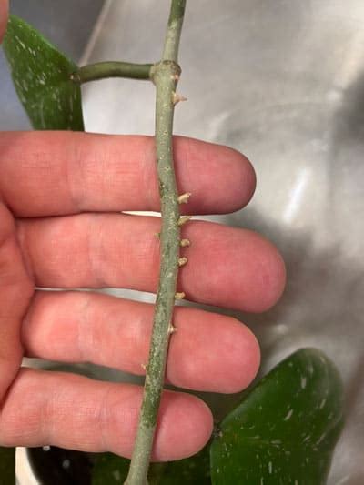 Hoya Obovata Expert Care Flowering Propagation Tips