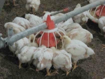 Poultry Farming Equipment - superherdsman (China Manufacturer ...