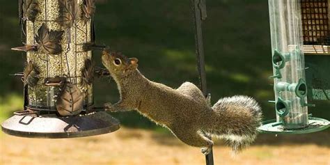 How To Keep Squirrels Out Of Bird Feeders And Save Money