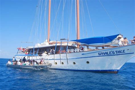 Fijian Islands And Snorkel Full Day Whales Tale Cruise Including Beach