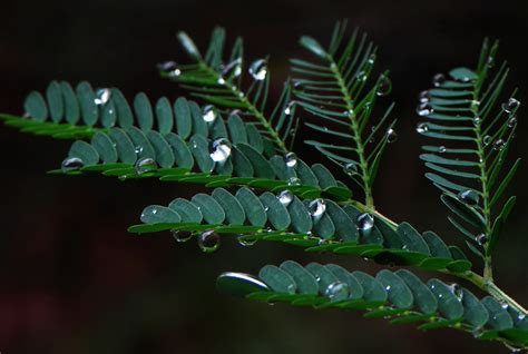 Free Images Tree Nature Grass Branch Leaf Flower Green Jungle