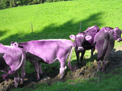 Purple Swiss Cows By Easycom On Deviantart