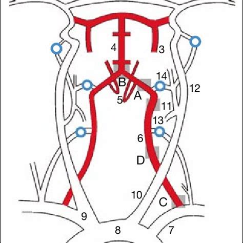 Duplex Ultrasound Of The Temporal Arteries A Longitudinal View Of A