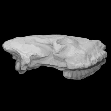 Download Sivatherium Skull Cast von Fossils in Shropshire