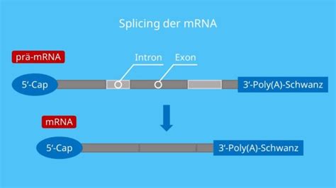 Molekularbiologie Der Zelle Teil Von Der Dna Zum Protein Darwinator