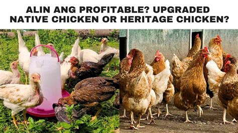 Alin Ang Profitable Upgraded Native Chicken Or Heritage Chicken YouTube