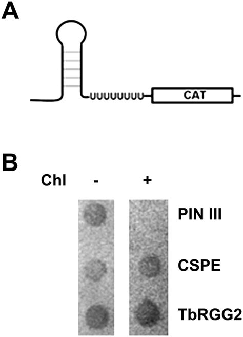 Tbrgg Facilitates Kinetoplastid Rna Editing Initiation And Progression