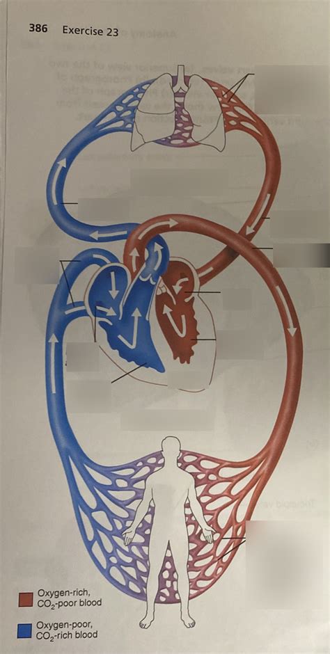 Bio Pulmonary And Systemic Circuits Diagram Quizlet