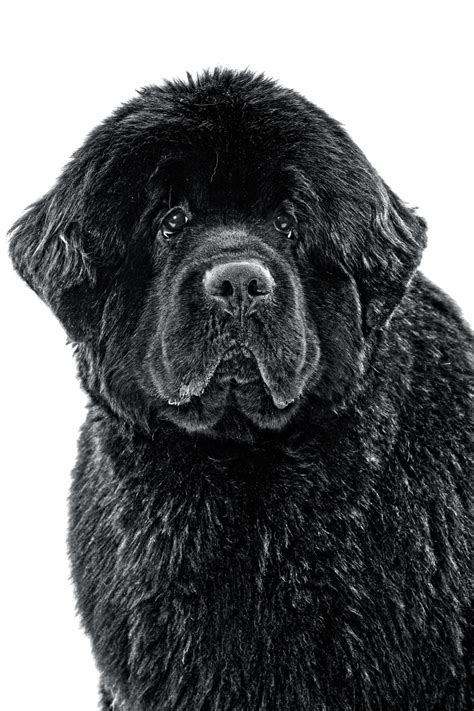 Do Newfoundland Dogs Bark A Lot