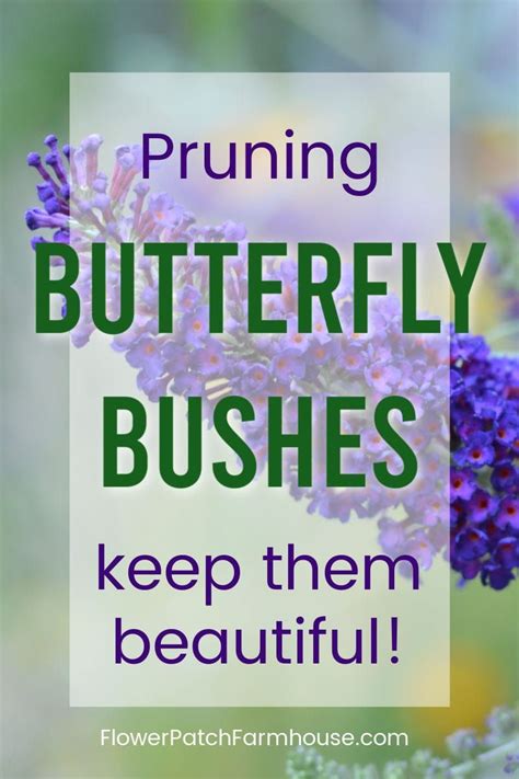 Pruning Butterfly Bushes is so beginner easy, anyone can do it! Keep ...